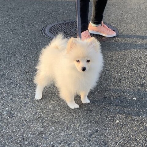 散歩中のルアンくん