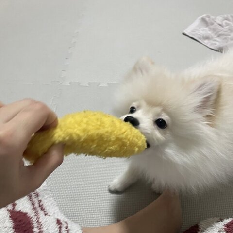 遊んでるルアンくん