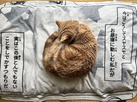 ブランケットで寝てるタケくん
