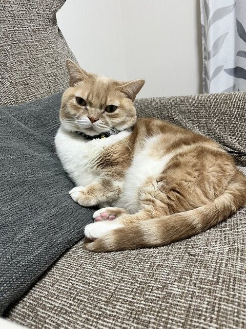 ソファにいるタケくん