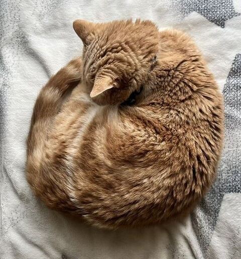 立ってるかいくんアップ