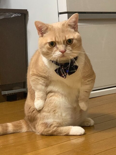ポーズをとるタケくん