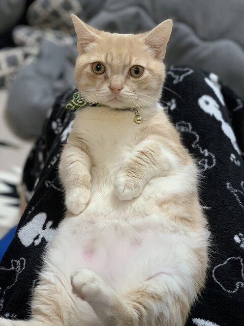 お腹見せてるタケくん