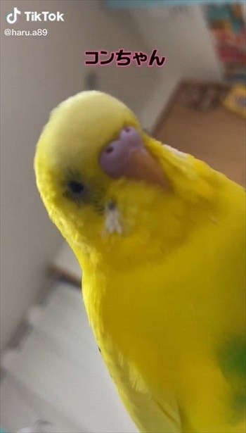 笑ってごまかすインコさん