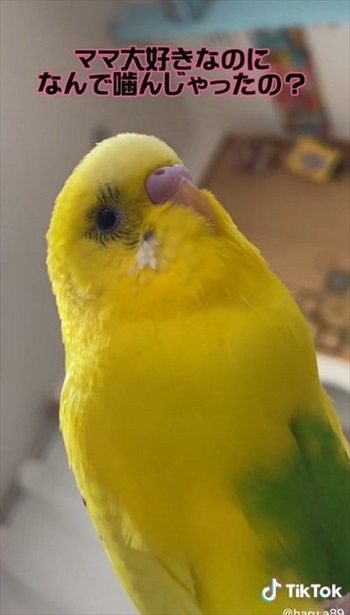 笑ってごまかすインコさん