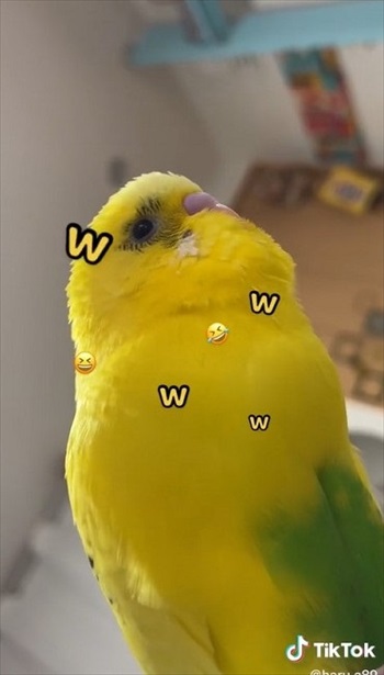 笑ってごまかすインコさん