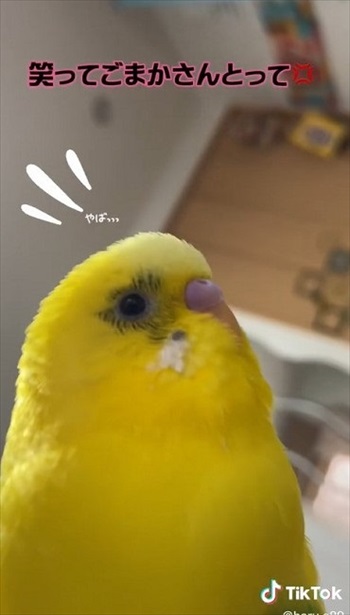 笑ってごまかすインコさん