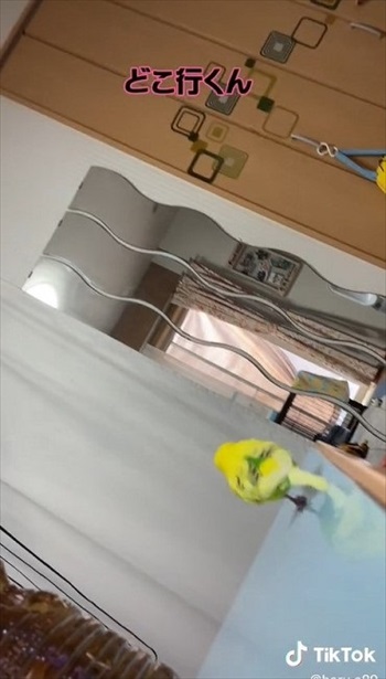 笑ってごまかすインコさん