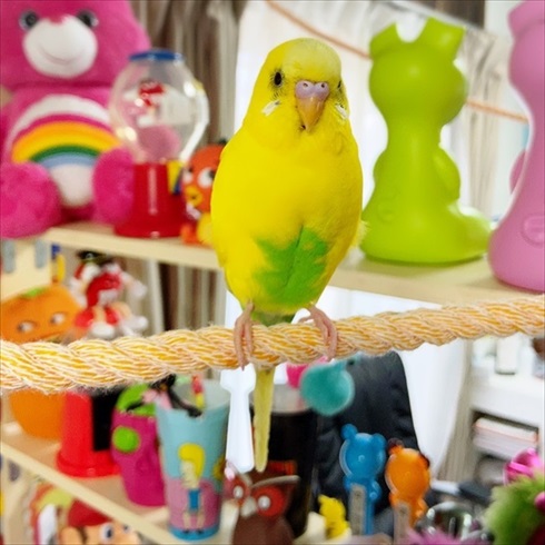 笑ってごまかすインコさん