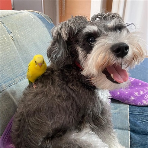 笑ってごまかすインコさん