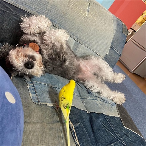 笑ってごまかすインコさん