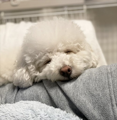 自分を小型犬だと思っているワンちゃん