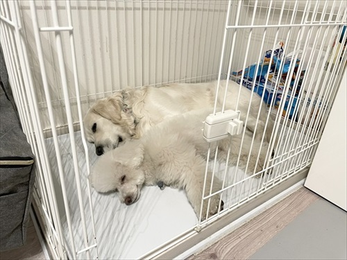 自分を小型犬だと思っているワンちゃん