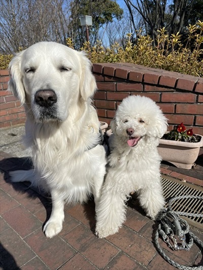 自分を小型犬だと思っているワンちゃん
