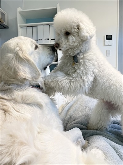 自分を小型犬だと思っているワンちゃん