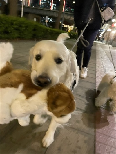 自分を小型犬だと思っているワンちゃん