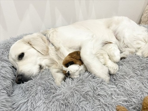 自分を小型犬だと思っているワンちゃん
