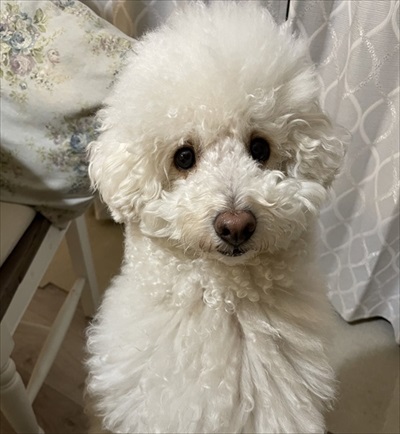 自分を小型犬だと思っているワンちゃん