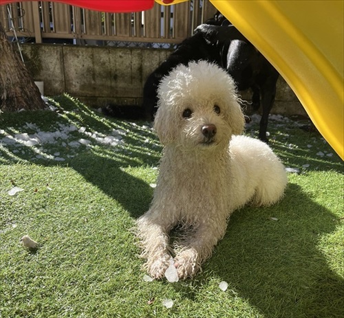 自分を小型犬だと思っているワンちゃん