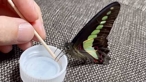 蝶 人に育てられると 人に慣れた 手乗り YouTube