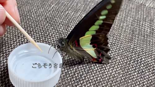 蝶 人に育てられると 人に慣れた 手乗り YouTube