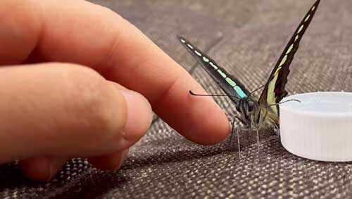 蝶 人に育てられると 人に慣れた 手乗り YouTube