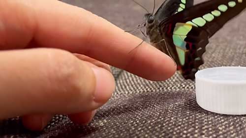 蝶 人に育てられると 人に慣れた 手乗り YouTube
