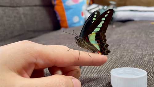 蝶 人に育てられると 人に慣れた 手乗り YouTube