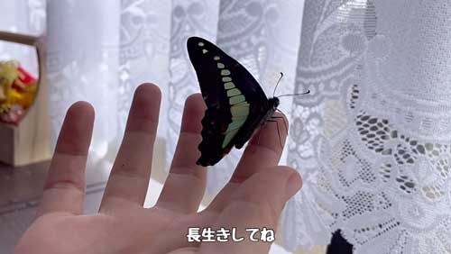 蝶 人に育てられると 人に慣れた 手乗り YouTube