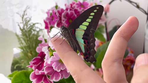 蝶 人に育てられると 人に慣れた 手乗り YouTube
