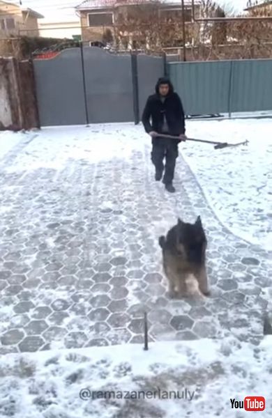  雪かきを手伝うワンコ