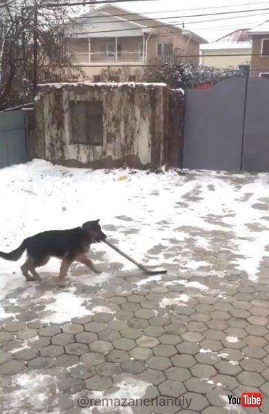  雪かきを手伝うワンコ