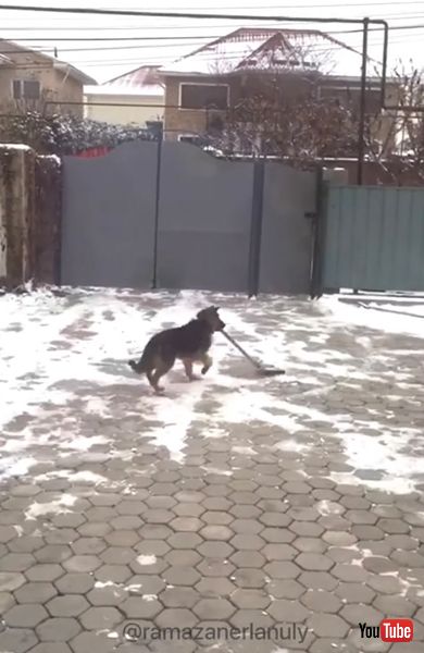  雪かきを手伝うワンコ