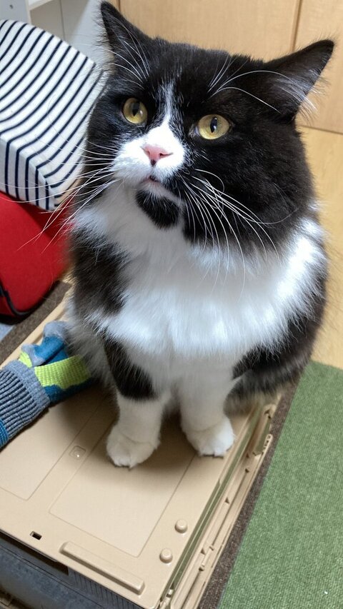 何かを見てるバルバくん