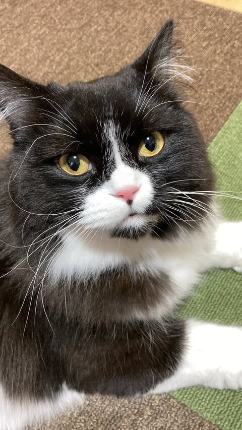 見つめてくるバルバくん