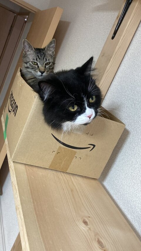 バルバとテナー箱入り