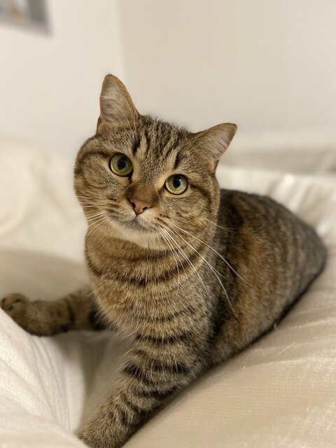 カメラ目線でセクシーポーズのどんぐりくん