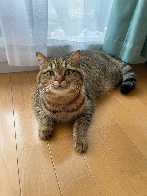 微笑んで窓の前にいるどんぐりくん