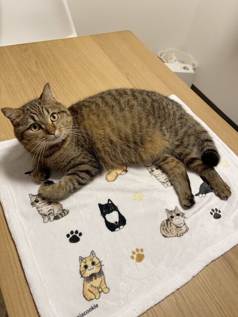 猫タオルで寝そべるどんぐりくん