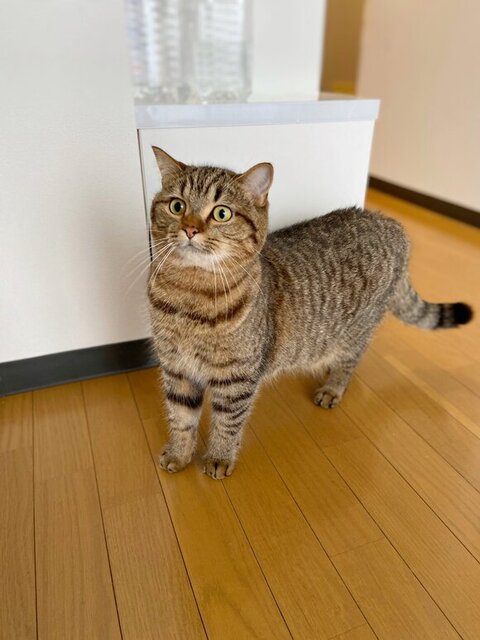 びっくりしているどんぐりくん