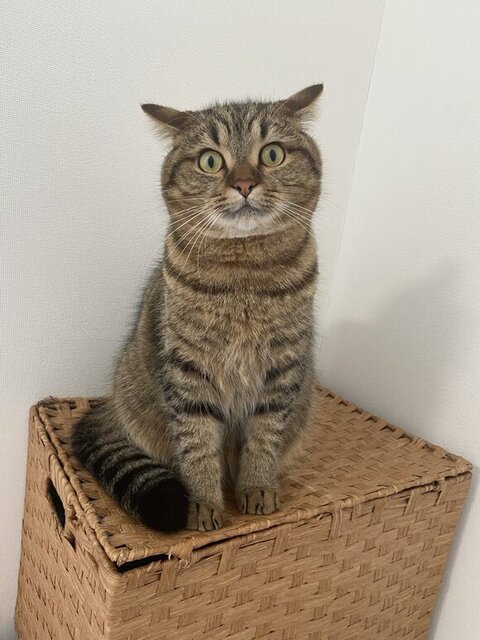 ある日のイカ耳どんぐりくん