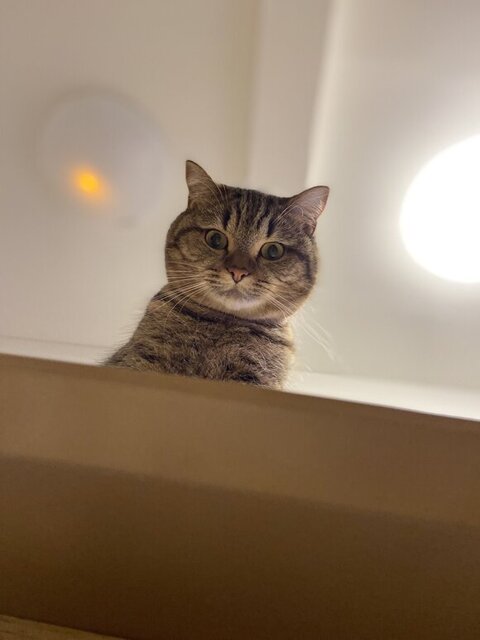 上からみおろすどんぐりくん