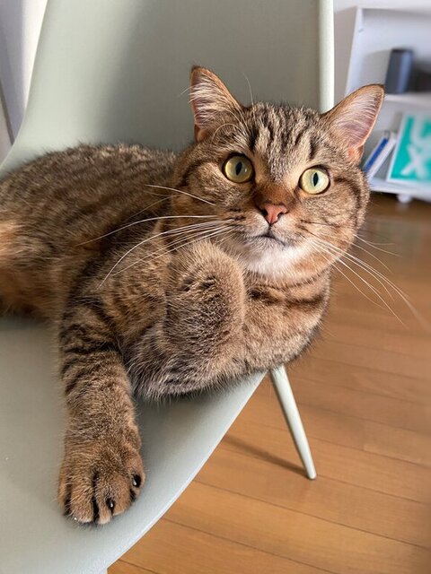 椅子でくつろぐどんぐりくん