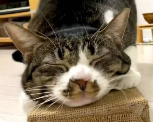 爪とぎにすりすりする猫アップ