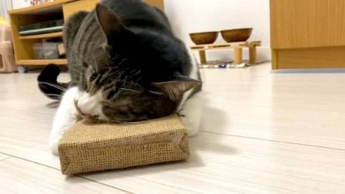 爪とぎにくっつく猫