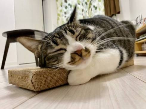 爪とぎを好きすぎる猫