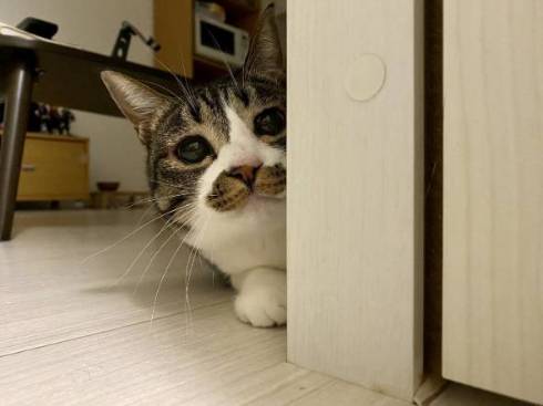 かわいい自覚のある猫