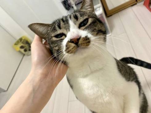 飼い主に起きてほしい猫