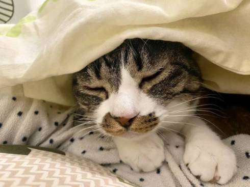 おやすみなさいな猫