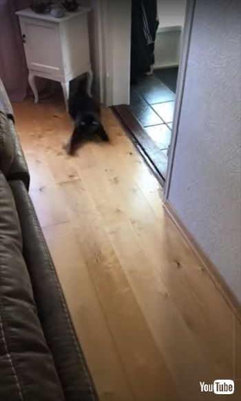 追いかけ方がホラー映画みたいな猫ちゃん